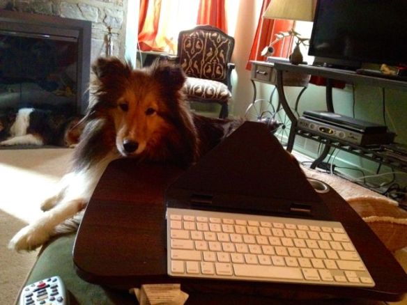 "At last, an opportunity to write my memoir. I will call it "Furry & Fussy: The Diary of a Showdog."
